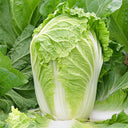'Jiaoshu Autumn-King' Chinese Cabbage Seeds, 10g