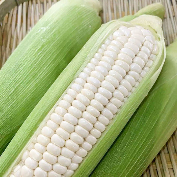 Jingbai Sweet-Waxy 968 Corn Seeds, 200g