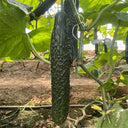 Fuyang Spiny Cucumber Seeds, 30 Seeds