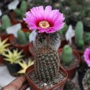 Echinocereus melanocentrus, 4-5cm