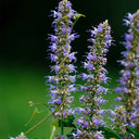 Korean mint (Agastache rugosa) Seeds, 300 Seeds