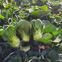 'Aijiaoqing' Bok Choy Seeds, 5g