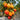 655 Rainbow Flavor Tomato, 5 Seeds