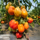 655 Rainbow Flavor Tomato, 5 Seeds