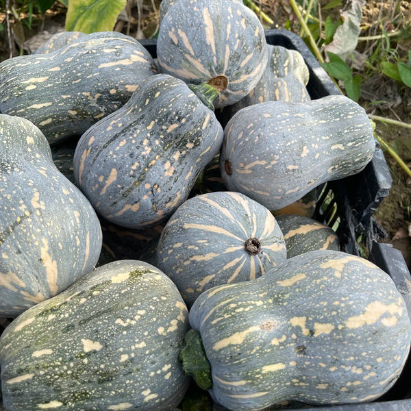Peanut Pumpkin Seeds, 10 Seeds