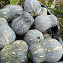 Peanut Pumpkin Seeds, 10 Seeds