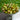 675 Candy Sweet Icicle Tomato, 5 Seeds