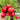 Meiying Cherry Radish Seeds, 5g