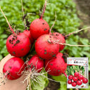 Meiying Cherry Radish Seeds, 5g