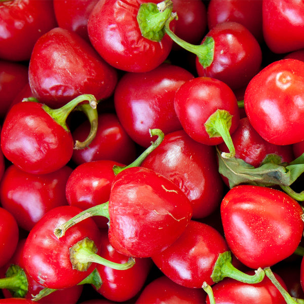 Jinjiao Hongtanzi Chili Pepper Seeds