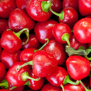 Jinjiao Hongtanzi Chili Pepper Seeds
