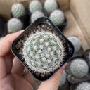 Mammillaria albicans, 3-4cm