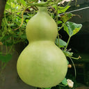 Extra-Large Bottle Gourd, 25 Seeds