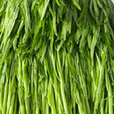 Meifeng No.1 Water Spinach Seeds, 20g