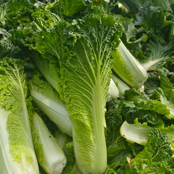 'Cuiqing 55' Qingmaye Chinese Cabbage Seeds, 4g
