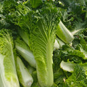 'Cuiqing 55' Qingmaye Chinese Cabbage Seeds, 4g