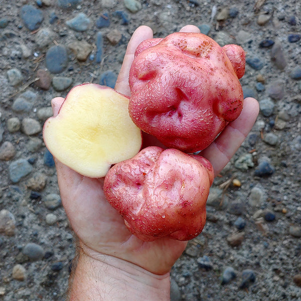 True Potato Seeds (TPS), Yum Llum, 4 Seeds