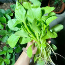 Round-Leaved Baby Bok Choy Seeds