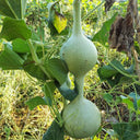 Da San Ting Gourd, 5 Seeds