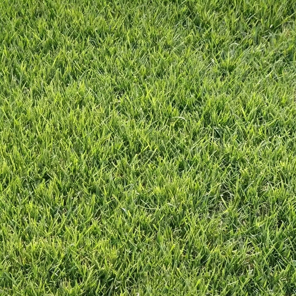 Purple Sheep Fescue Seeds, 50 Grams ≈ 60000 Seeds