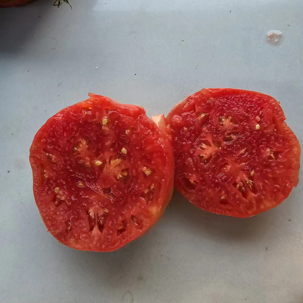 764 Aquarius Constellation Series Tomato, 5 Seeds