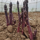 Purple Passion Asparagus Seeds