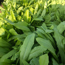 Traditional Tender Youmai Cai Seeds, 10g