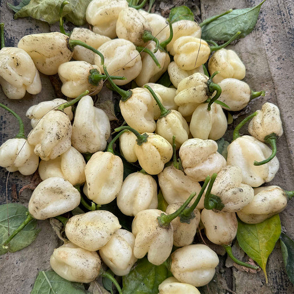 White Habanero Pepper, 5 Seeds