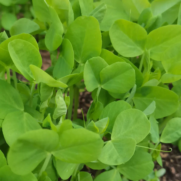 Jiemei Tendril-Free Pea Shoot Seeds, 100g