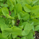 Jiemei Tendril-Free Pea Shoot Seeds, 100g