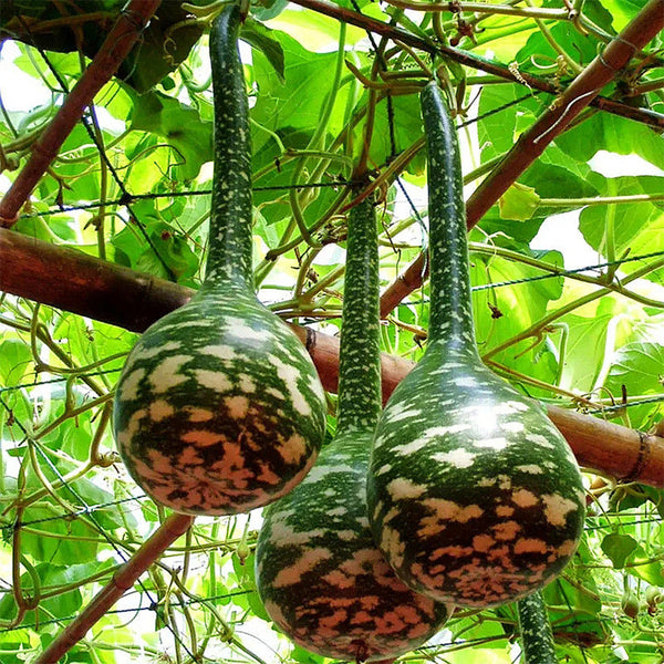Hezhichun Speckled Swan Gourd, 10 Seeds