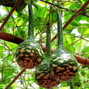 Hezhichun Speckled Swan Gourd, 10 Seeds