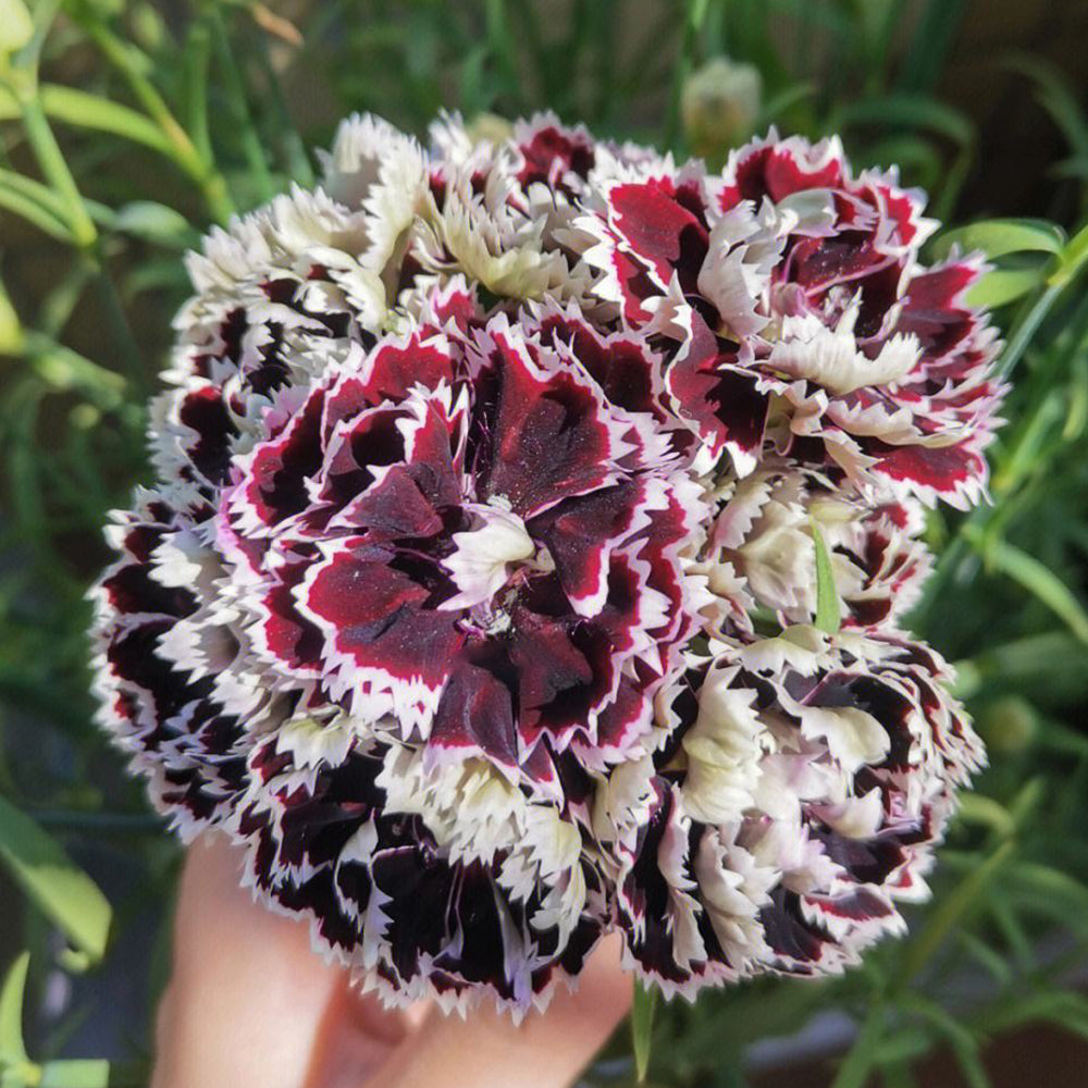 'Black-white Minstrel' Dianthus Seeds