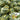 Bing Tangzi Melon, 50 Seeds