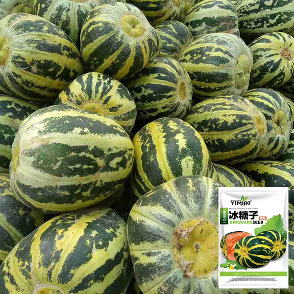 Bing Tangzi Melon, 50 Seeds