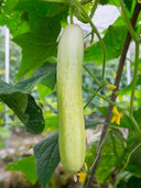 Shangli White Cucumber Seeds, Pack of 80