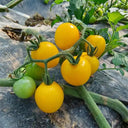 ‘Yellow Millennium’ Cherry Tomato Seeds, 50 Seeeds
