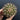 Melocactus broadwayi, 3-4cm