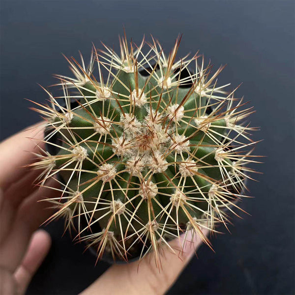 Melocactus broadwayi, 3-4cm