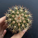 Melocactus broadwayi, 3-4cm