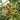 Hoya cumingiana, 5 Cuttings