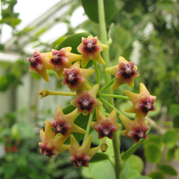 Hoya cumingiana, 5 Cuttings