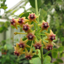 Hoya cumingiana, 5 Cuttings