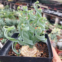 Broad-leaved Albuca Seeds, 100 Seeds