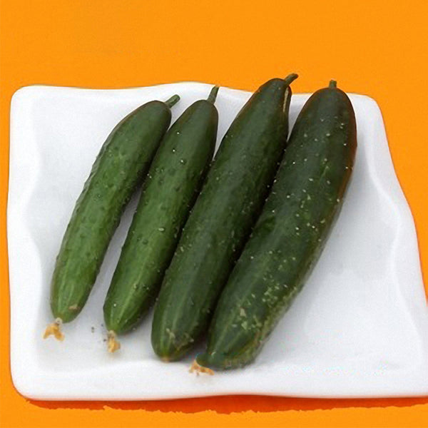 Guangliang No.74 Fruit Cucumber Seeds, 100 Seeds