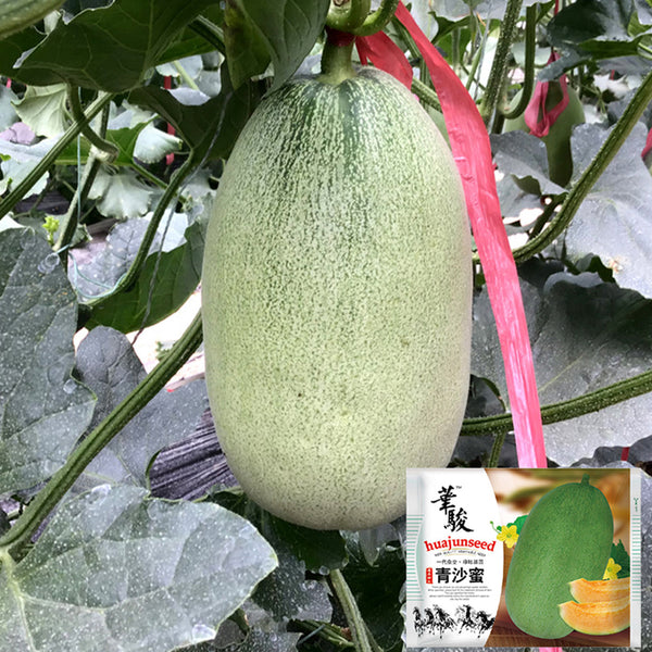 Qingshami Muskmelon Seeds, 50 Seeds