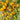 625 Sun Bunnies Multiflora Tomato, 5 Seeds