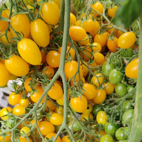 625 Sun Bunnies Multiflora Tomato, 5 Seeds