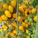 625 Sun Bunnies Multiflora Tomato, 5 Seeds