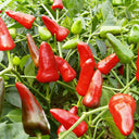 Mini Red Sweet Pepper, 10 Seeds